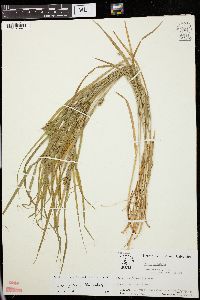 Carex grisea image