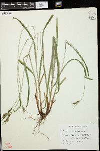 Carex hirtifolia image