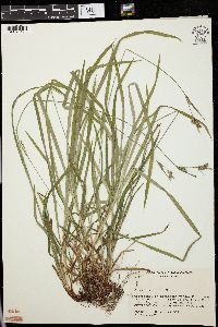 Carex hirtifolia image