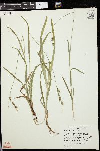 Carex hirtifolia image