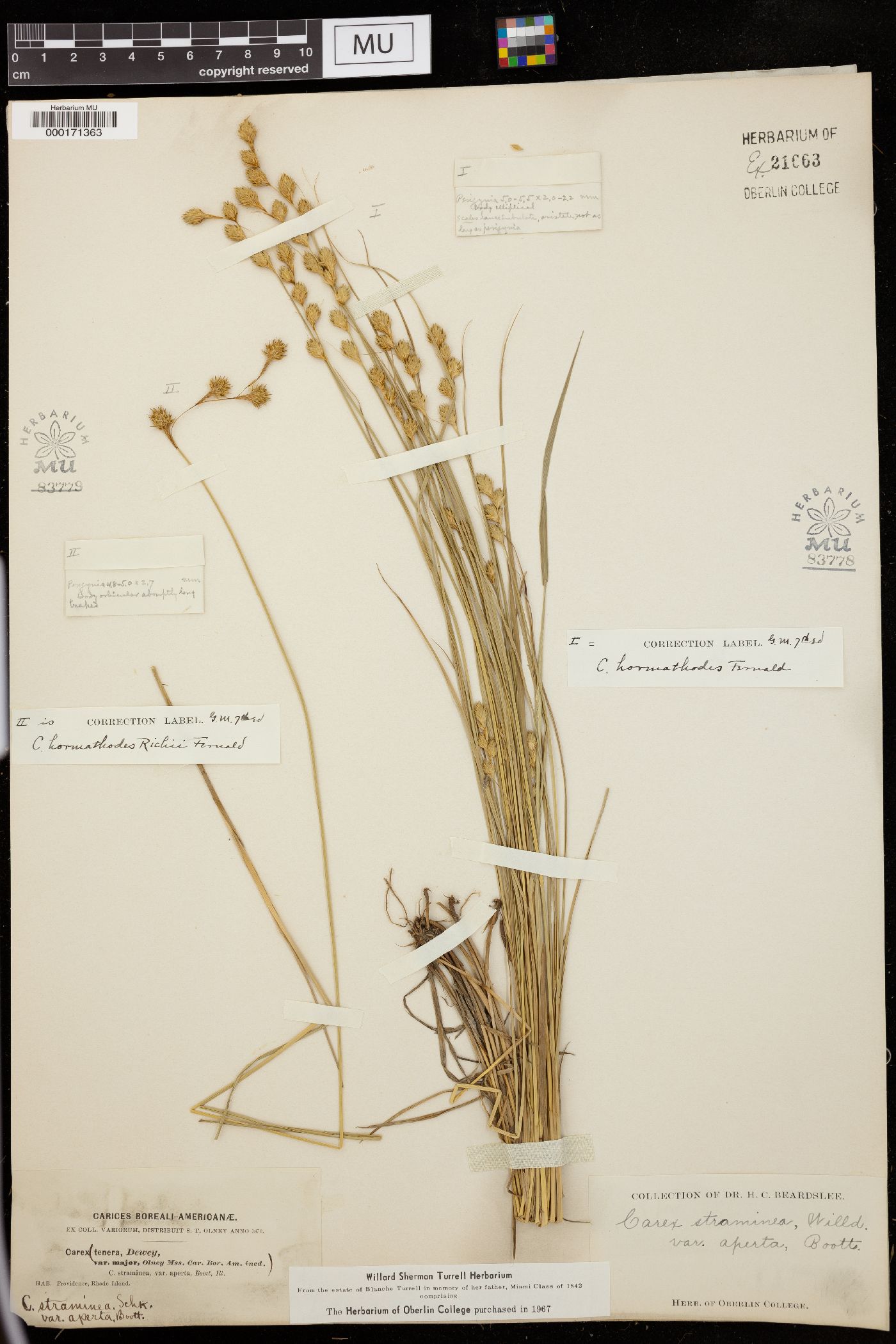 Carex hormathodes image