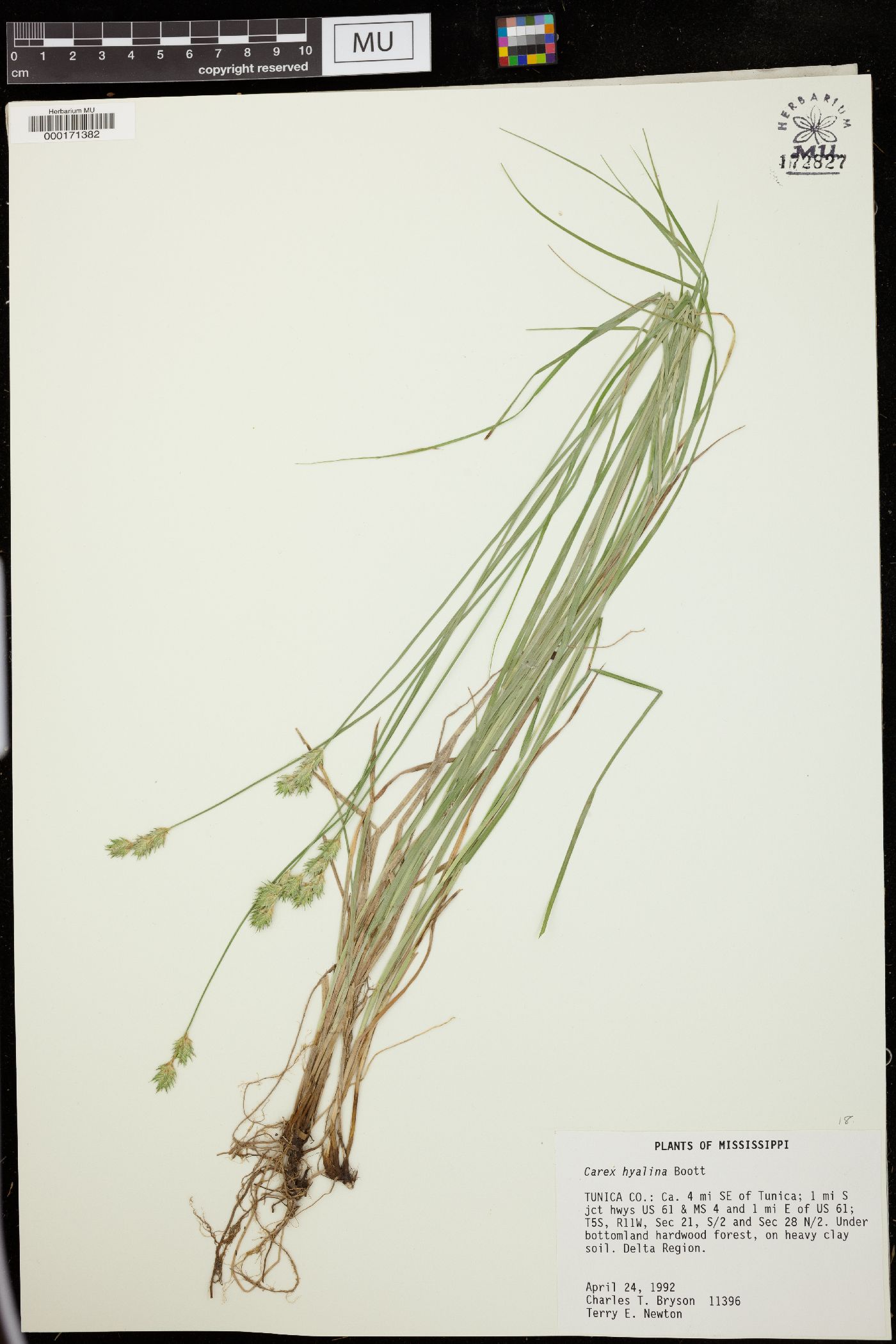 Carex hyalina image