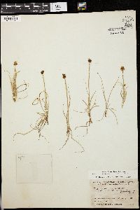 Carex incurva image