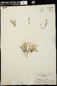 Carex incurva image