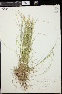 Carex interior image