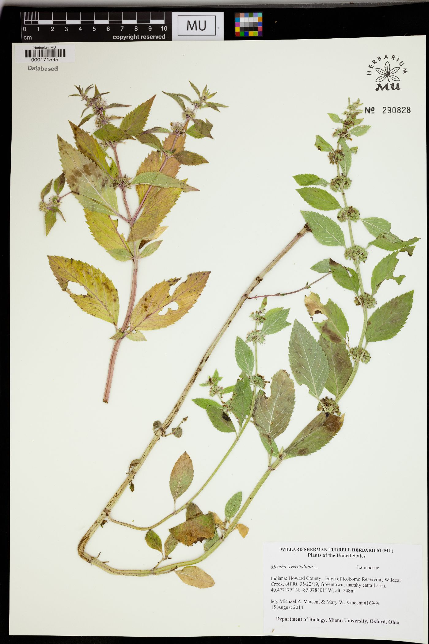 Pogostemon stellatus image