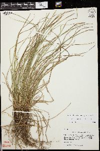 Carex jamesii image