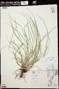 Carex jamesii image