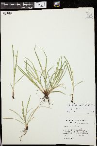 Carex jamesii image