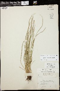 Carex jamesii image