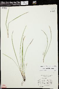 Carex jamesii image