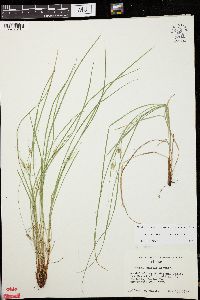 Carex jamesii image