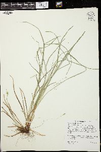 Carex jamesii image