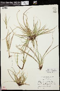 Carex juniperorum image