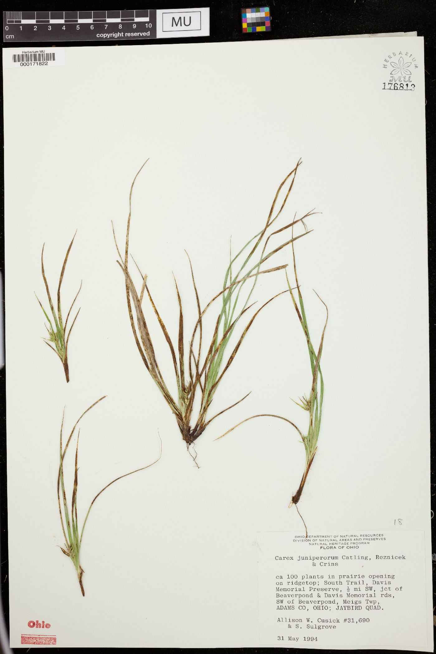 Carex juniperorum image