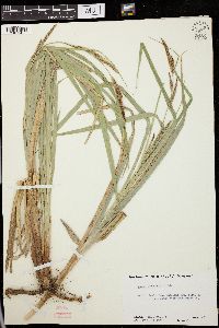 Carex lacustris image