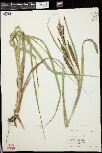 Carex lacustris image