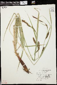 Carex lacustris image