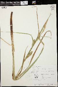 Carex lacustris image