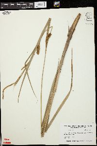 Carex lacustris image