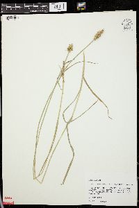 Carex laevivaginata image