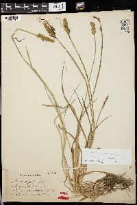 Carex laevivaginata image