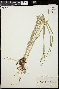 Carex laevivaginata image