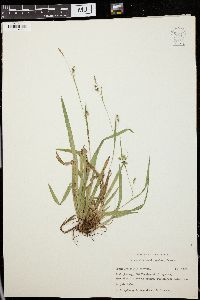 Carex laxiculmis image