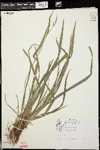 Carex laxiculmis image