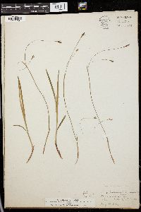 Carex laxiculmis image