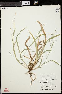 Carex laxiculmis image