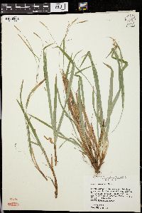 Carex laxiculmis image