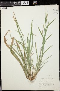 Carex laxiculmis image