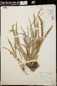 Carex laxiculmis image