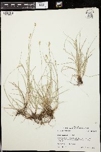 Carex leavenworthii image