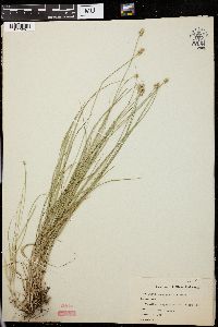 Carex leavenworthii image