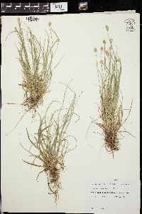 Carex leavenworthii image