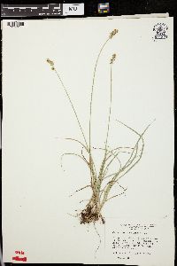 Carex leavenworthii image