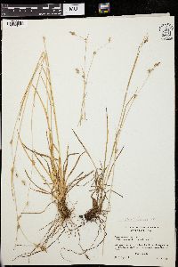 Carex lemmonii image