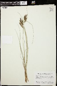 Carex lenticularis image