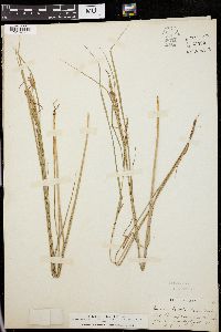 Carex lenticularis image