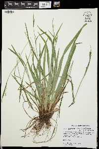 Carex leptonervia image