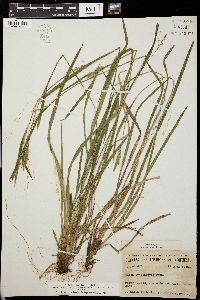 Carex leptonervia image