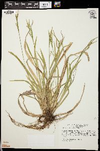 Carex leptonervia image