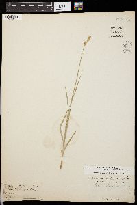 Carex liddoni image