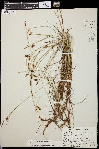 Carex limosa image