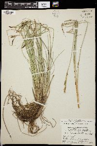 Carex livida image