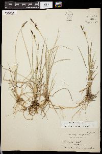 Carex livida image