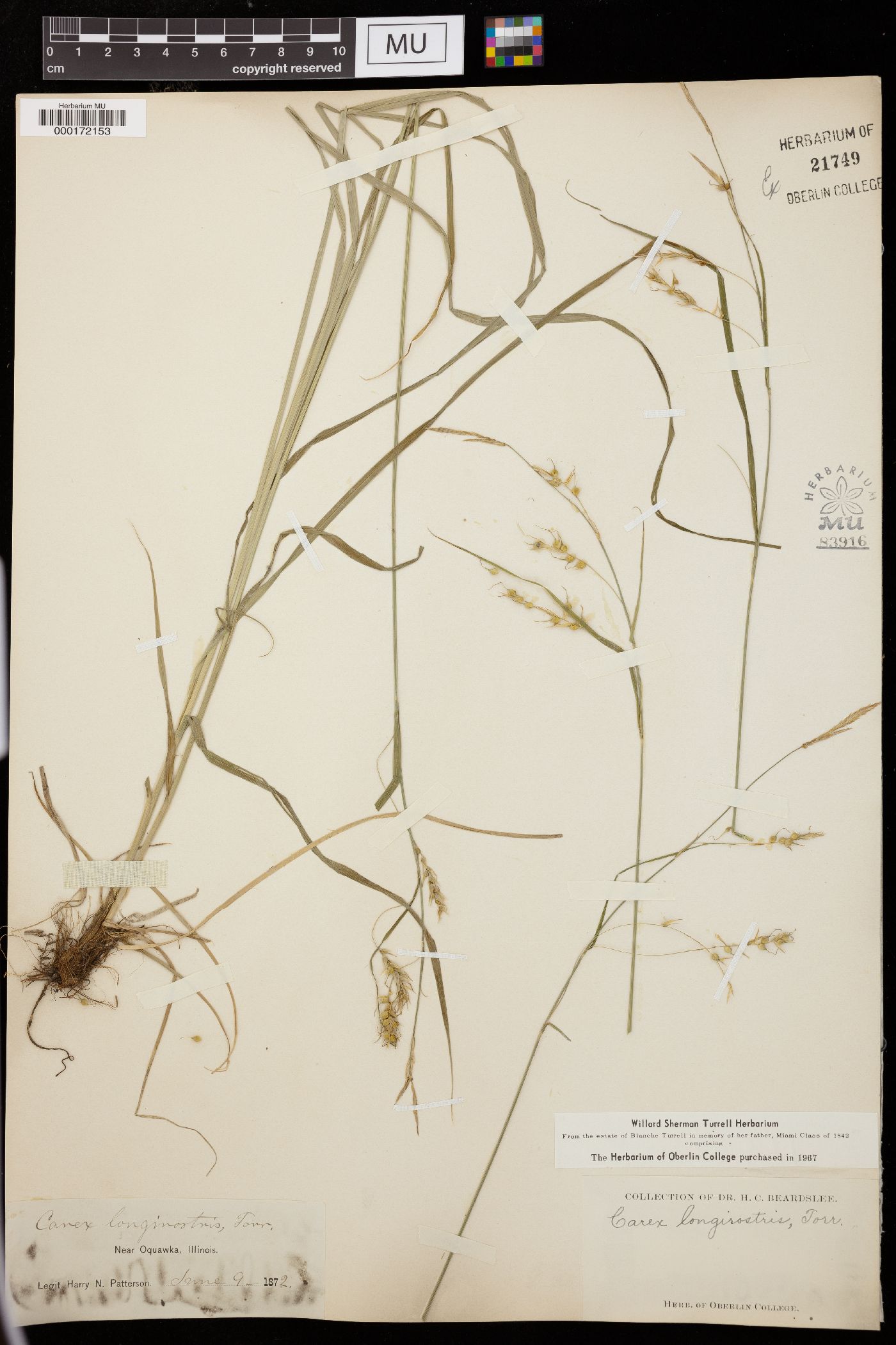 Carex laevigata image