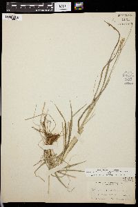 Carex laevigata image